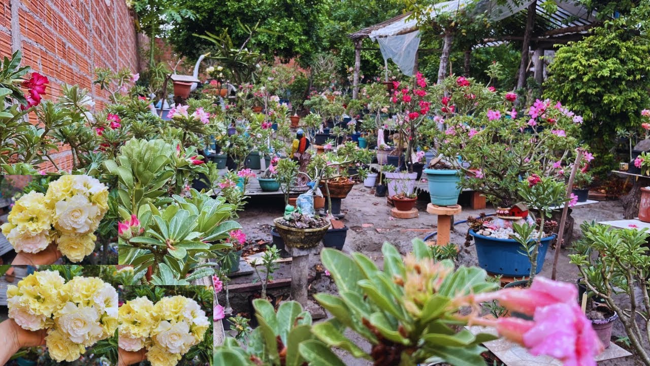#rosadodeserto :aquela voltinha no jardim depois da chuva🌧️olha que linda essa vista🤩#dicas#plantas