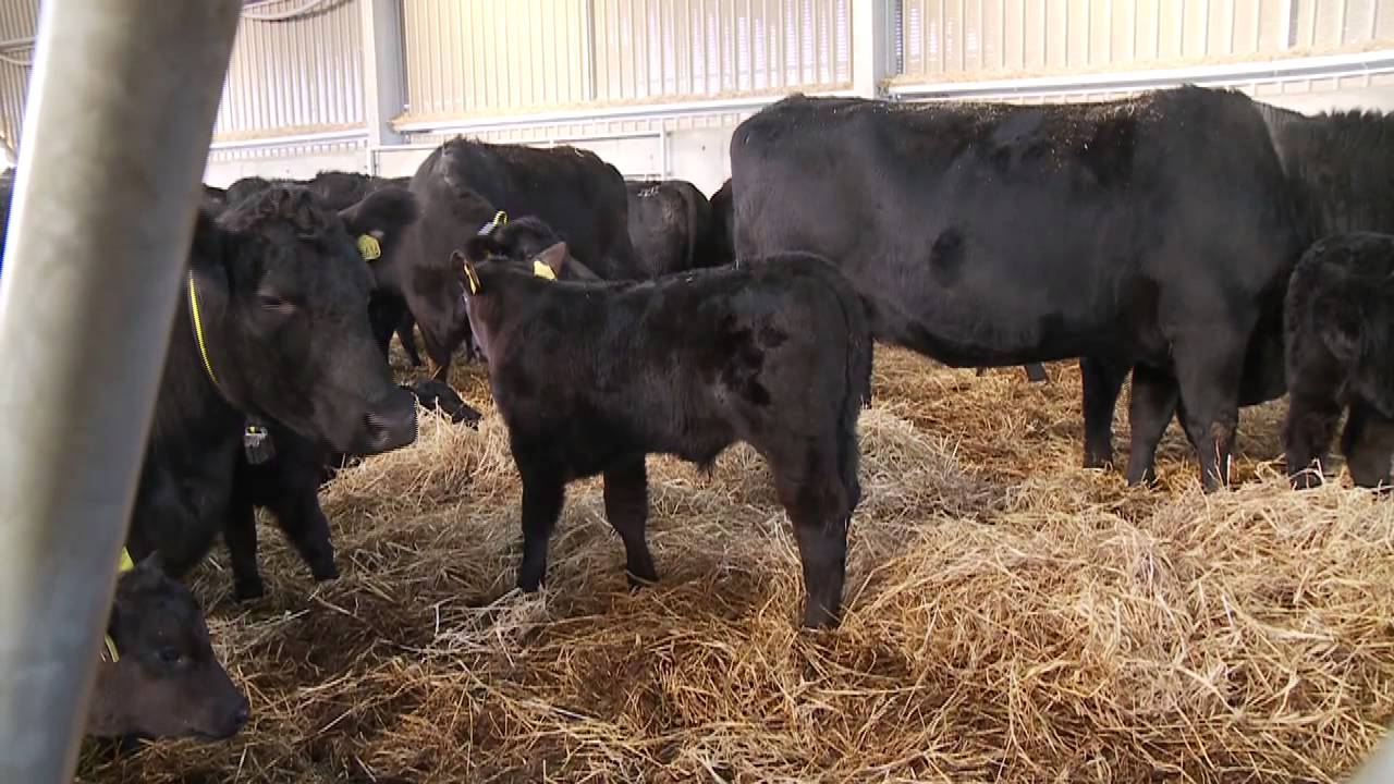 Scotland's Farming Year, Beef Farmer Interview