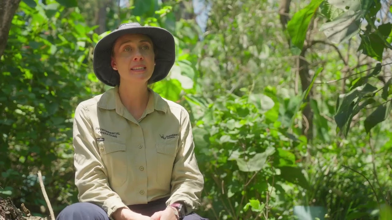 Discover bush regeneration and weed management at the Witta demonstration site