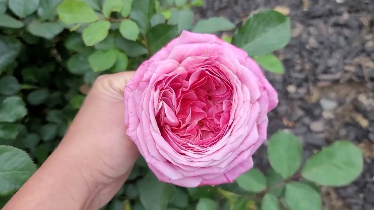 Reminiscing Last Spring 2022 | Front Rose Garden| Southern CA zone 10a