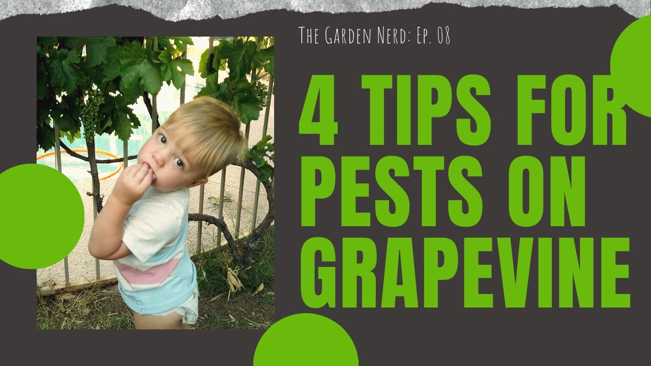 4 Tips For Keeping Pests Off Your Grapevines