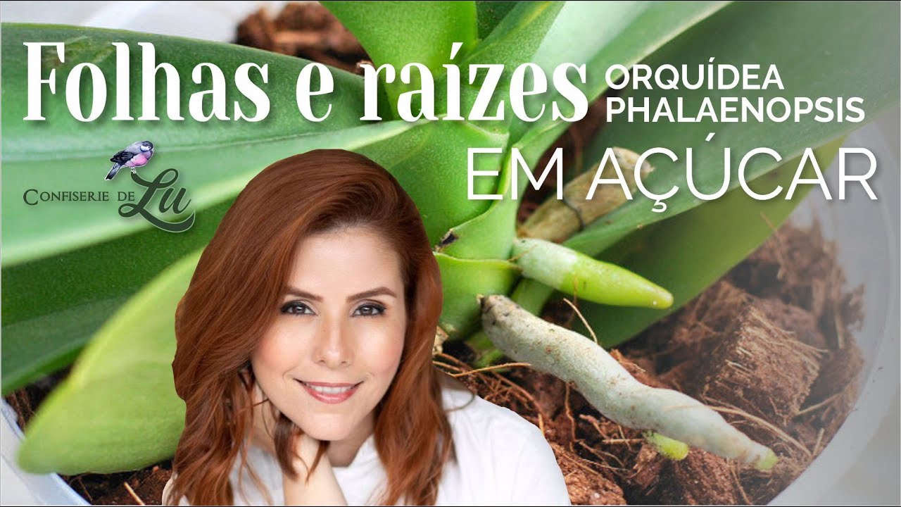 Como fazer folhas e raízes da Orquídea Phalaenopsis