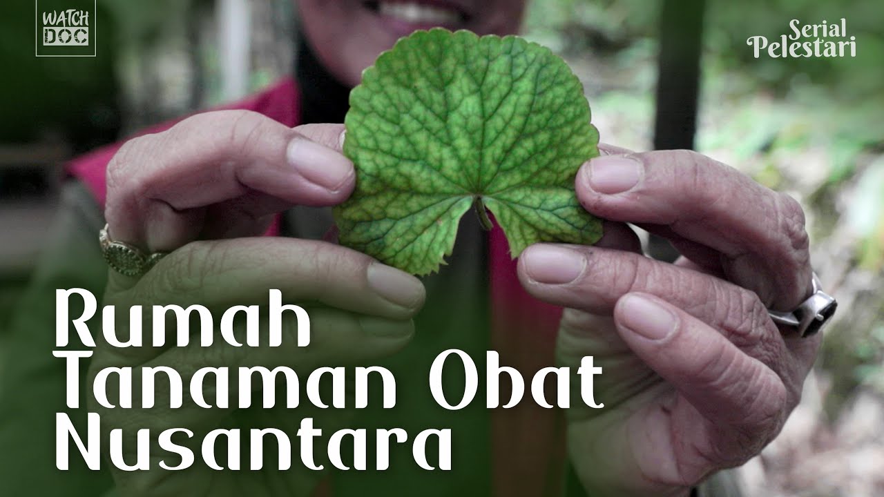 RUMAH TANAMAN OBAT NUSANTARA | PELESTARI