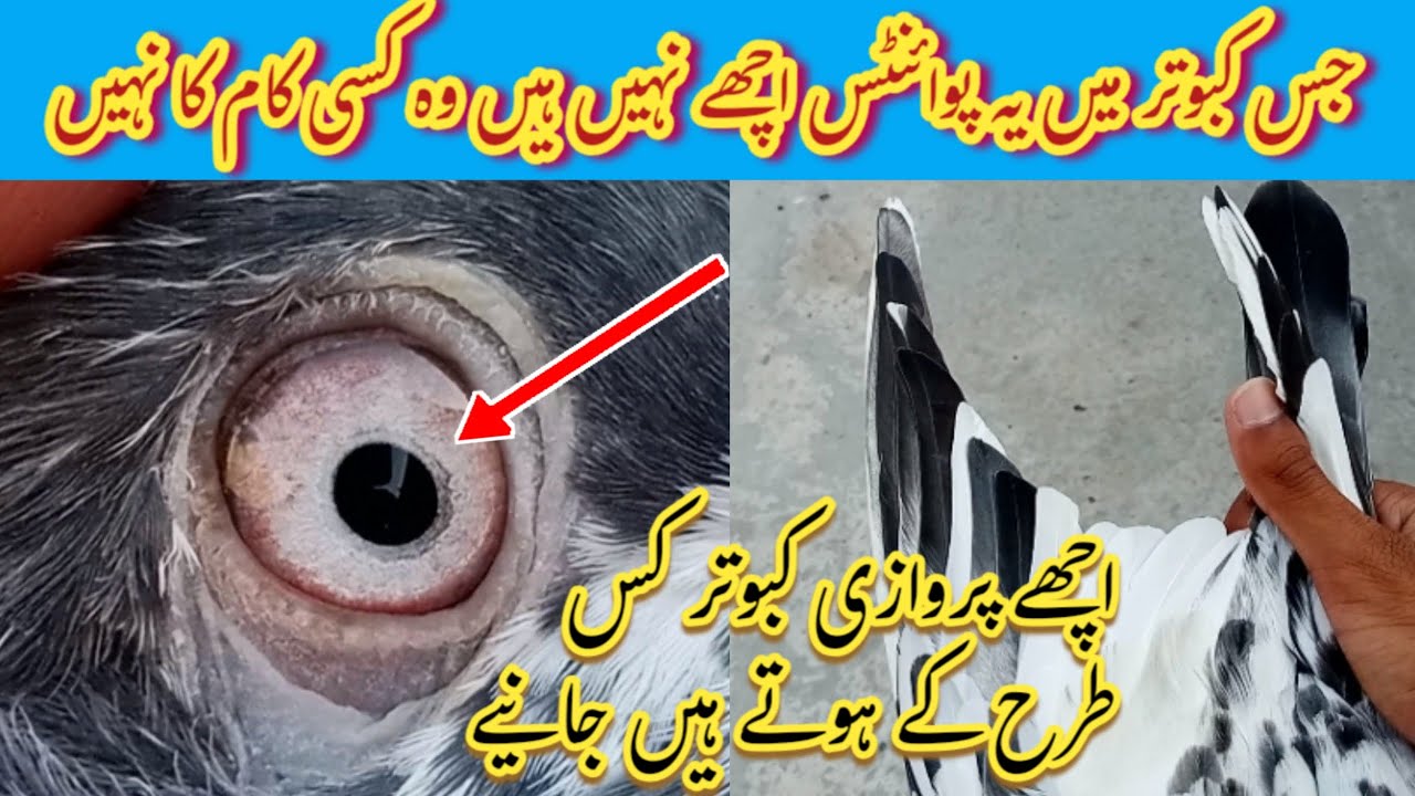 Acchay Parwazi Kabootar Ki Pehchan | Pigeon Amazing Tips | Pigeon Day1