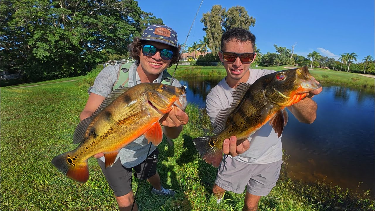  Pesca Urbana en Miami en Lagos INFESTADOS de Peces Ex&oacute;ticos! (Especies Invasivas) 