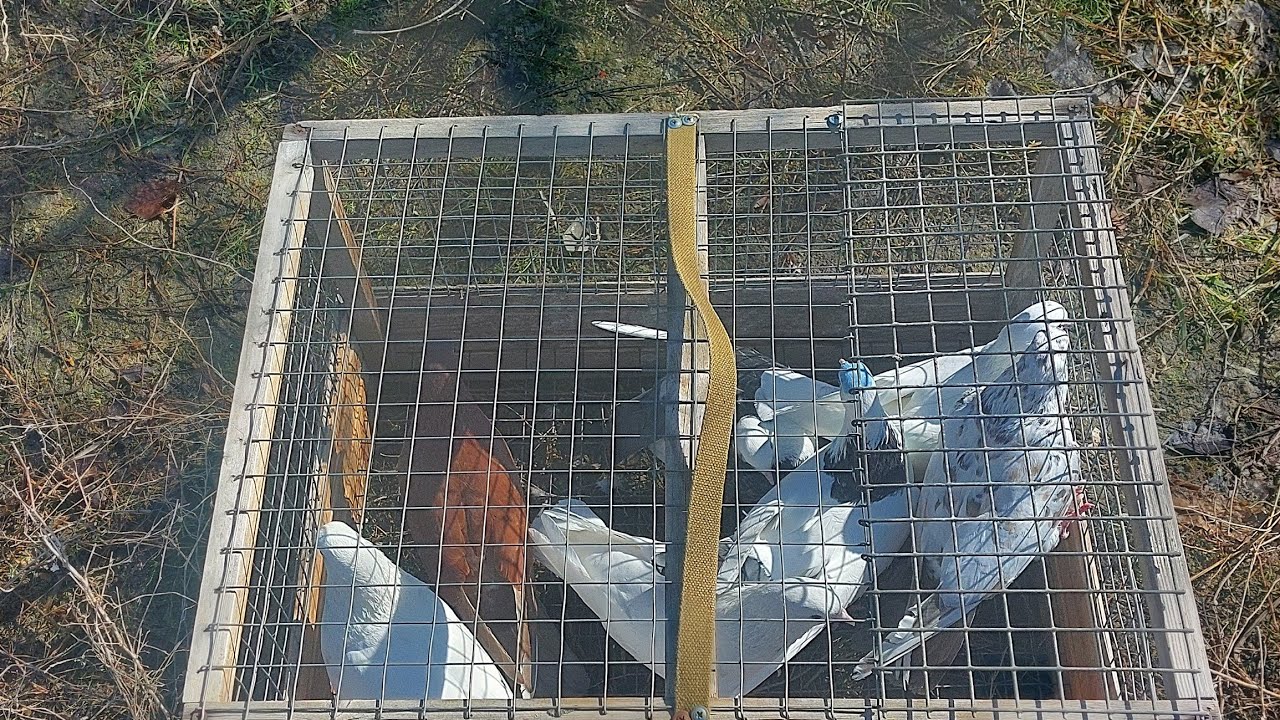 #Pigeons.Проверка голубей от Вовы.