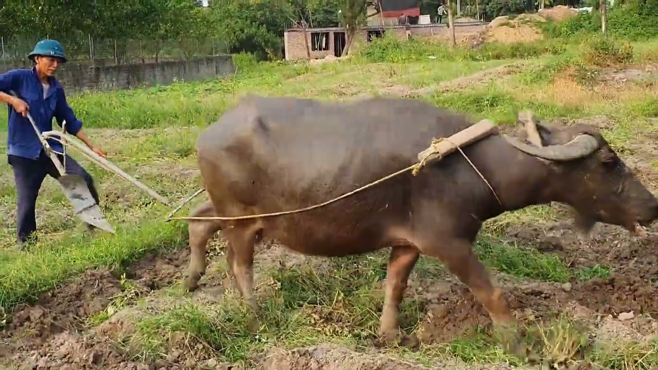 Hình ảnh con trâu cày ruộng | Bác nông dân cùng con trâu cày ruộng