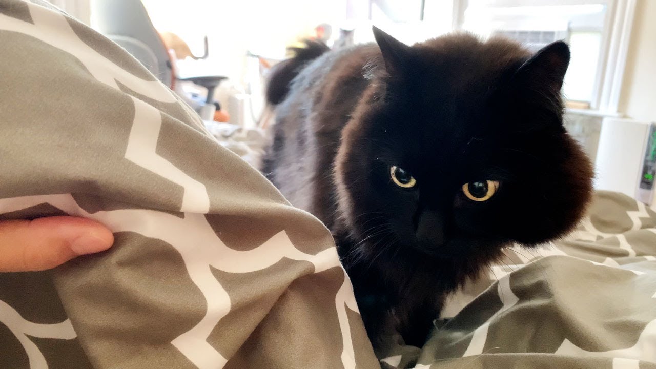 【しゃべる猫】一緒に布団に入りたいと訴えてくる猫【しおちゃん】