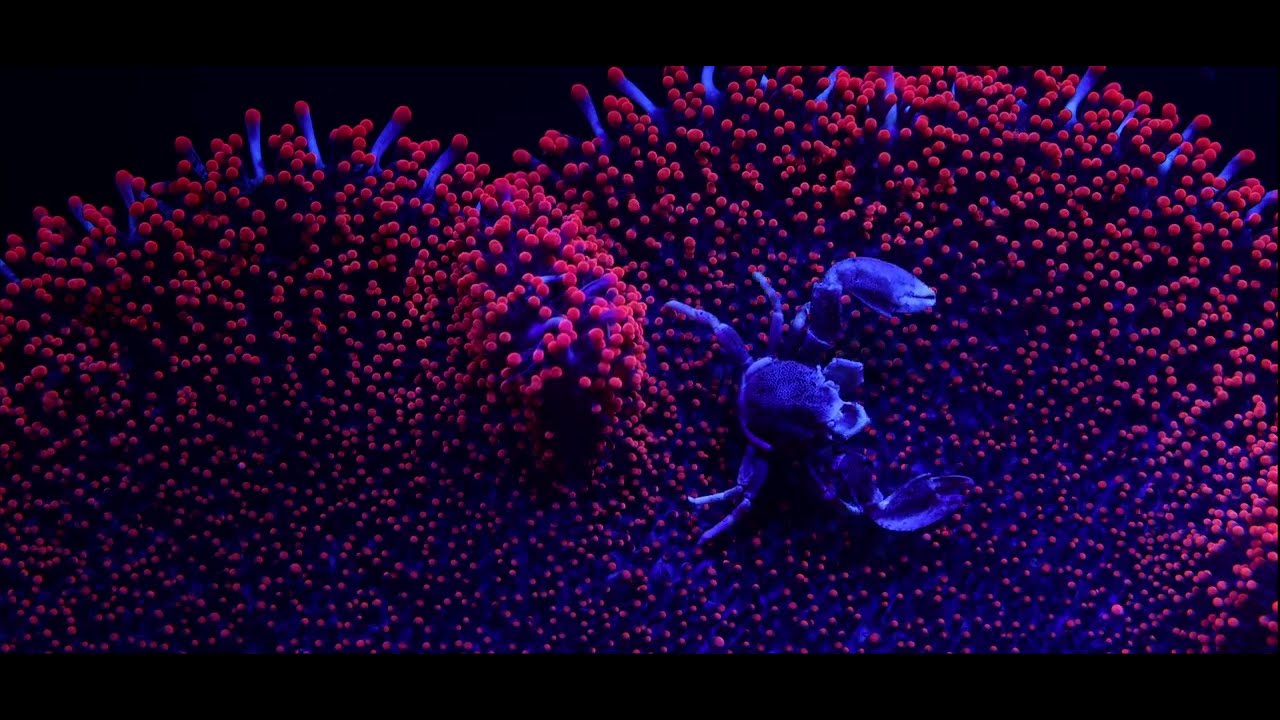 Climber - Coral Morphologic