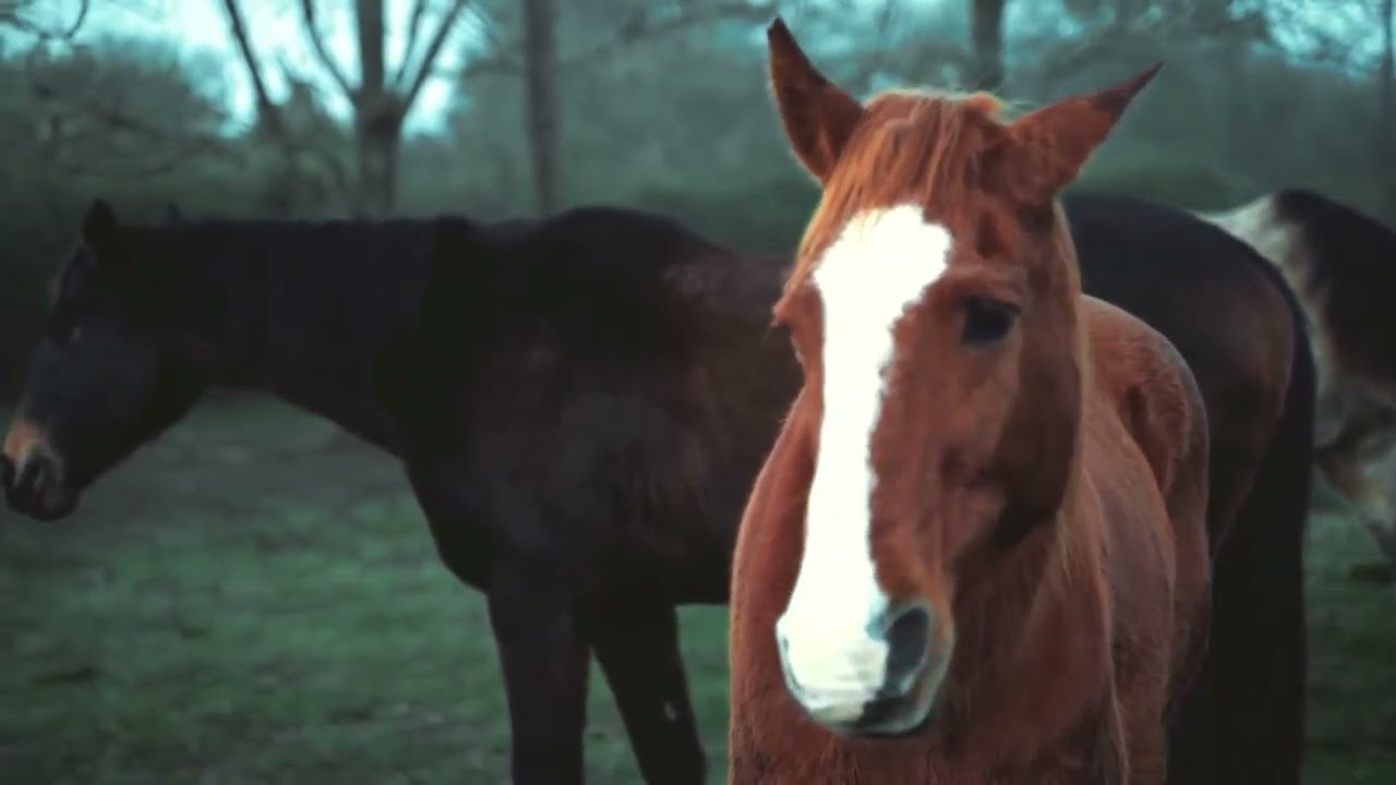 Mr. Bit - Horses / Mr. Bit - Pferde