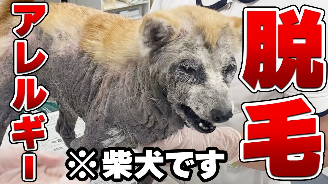 柴犬が衝撃の姿に&hellip;犬のアトピーの治療をお見せしますVol.46