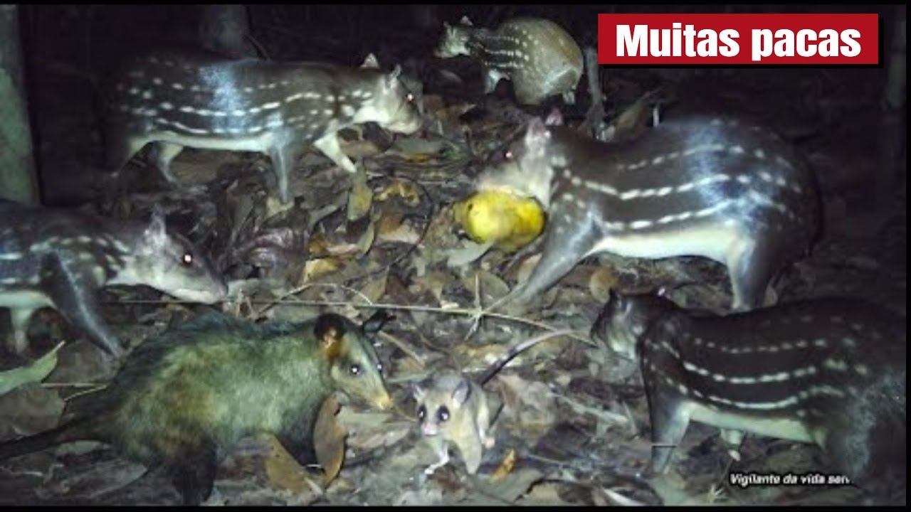 Paca e gambá disputam comida. Imagens noturnas COLORIDAS! Veja a movimentação dos bichos