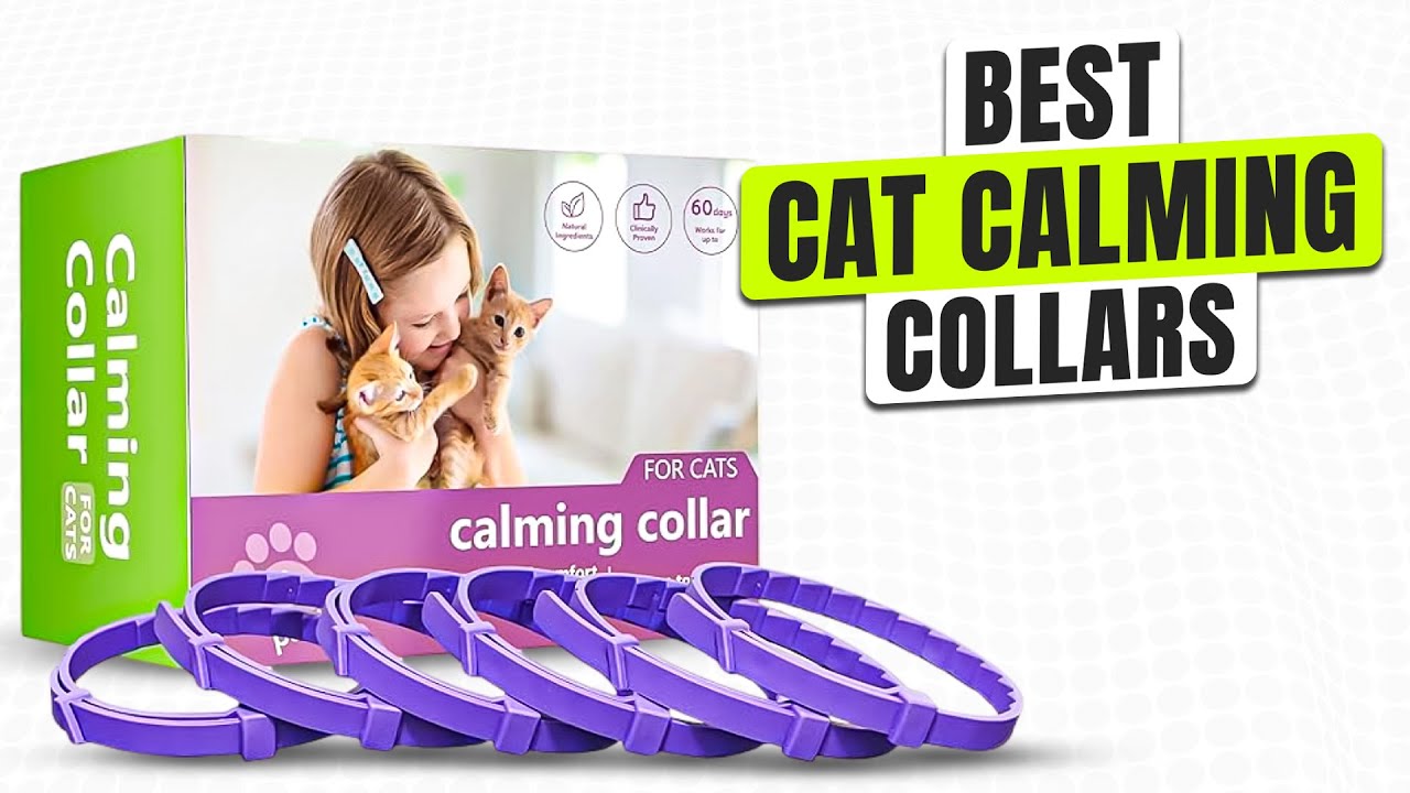 3 BEST Cat Calming Collar