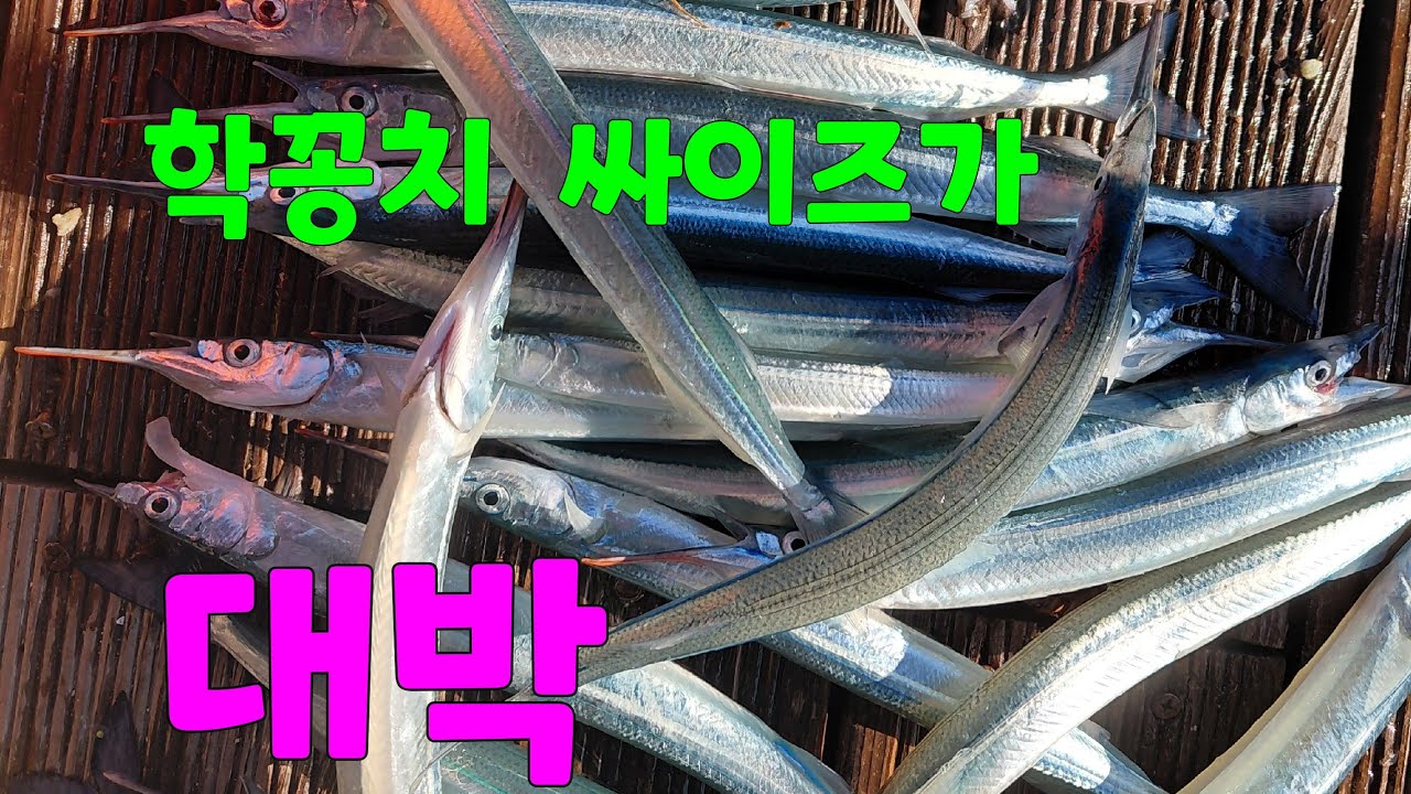 학꽁치  싸이즈가 대박 👍 