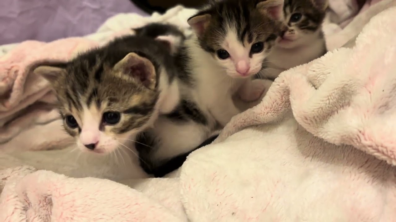 Katzenbabies suchen ihre Mutter 😻
