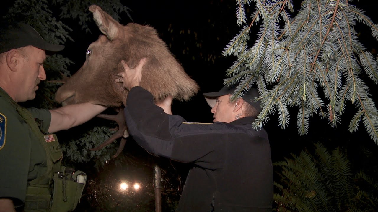 Elk Decoy Sting Operation