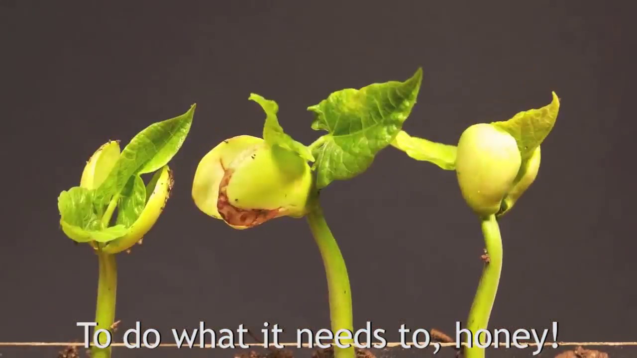 Fun Facts About Photosynthesis