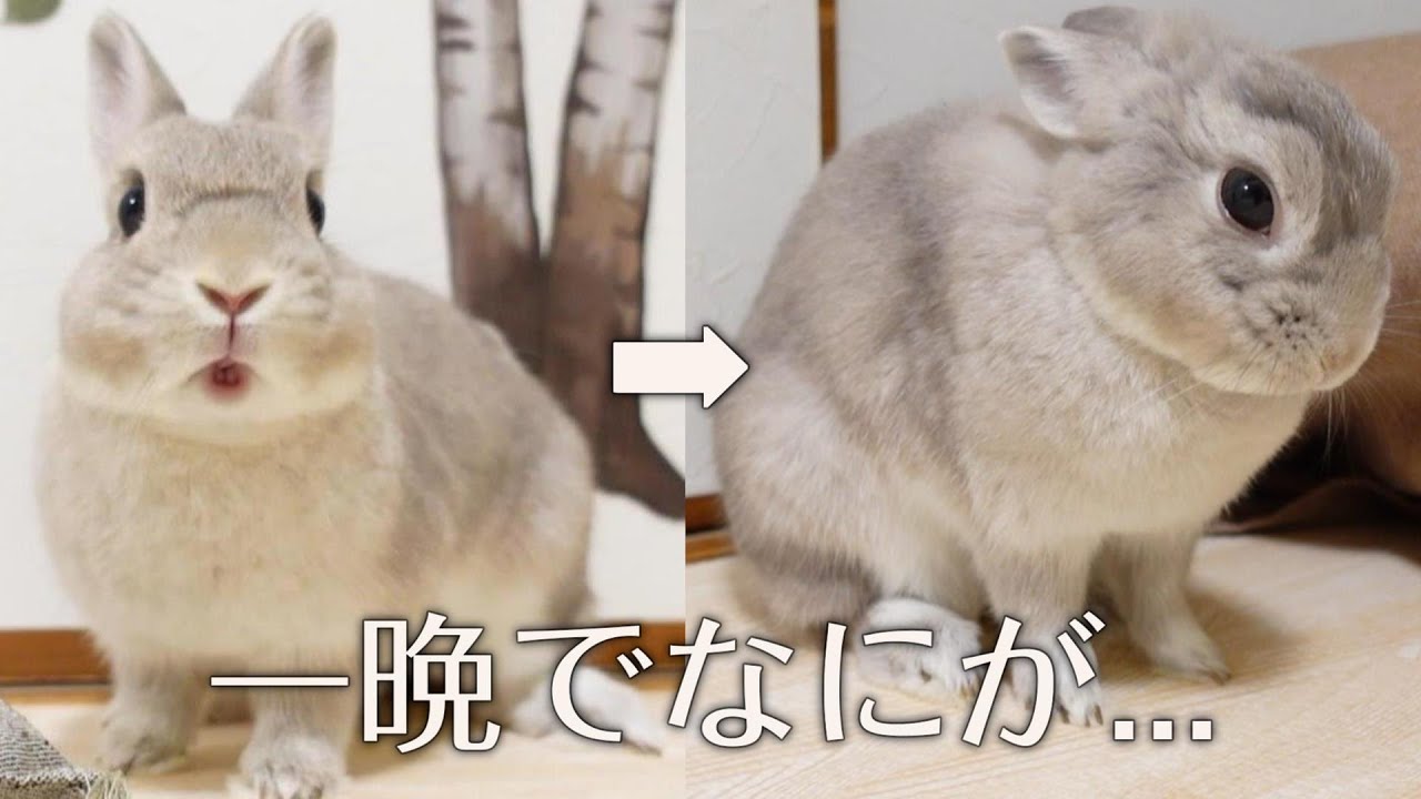 たった一晩で見た目が激変しちゃったうさぎさん...