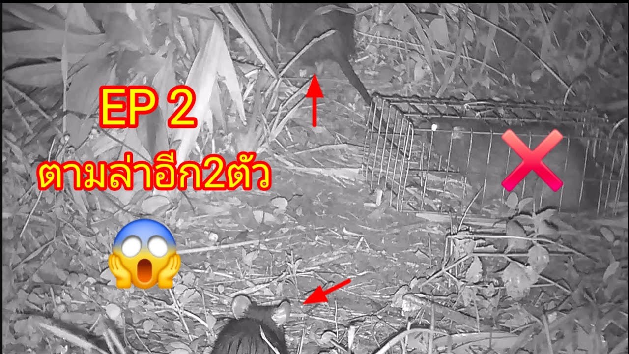 ตามล่าEP2 จุดโกดังหนู🤩🤩🤩