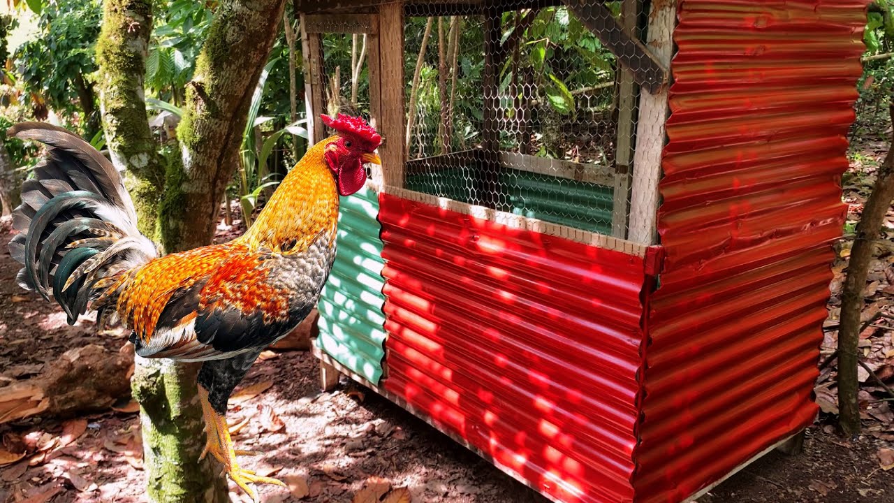 Hermoso castadero para castar gallos y gallinas súper fina