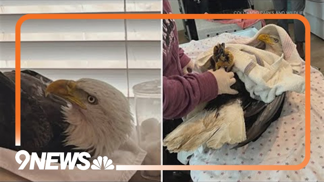 Bald eagle shot with ball bearing in Northglenn