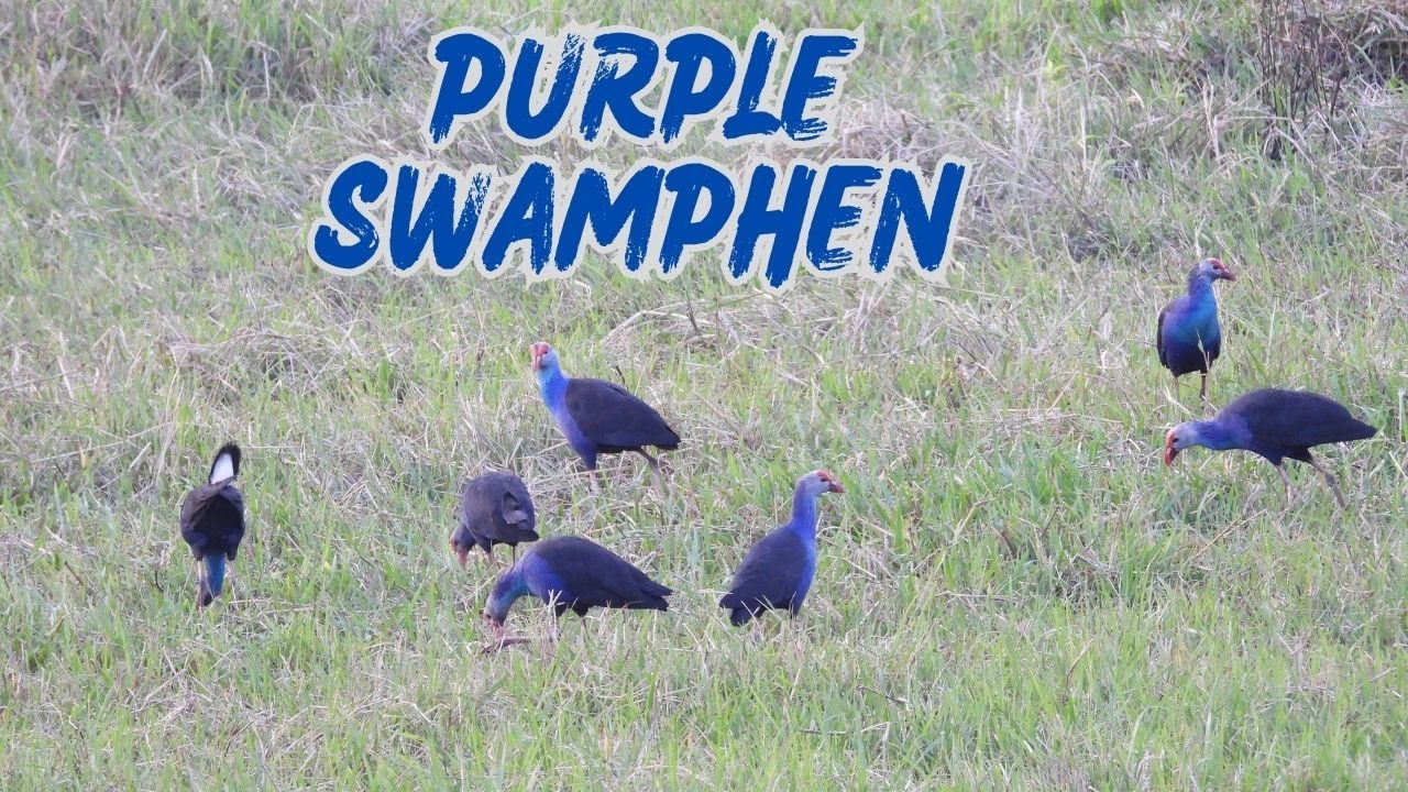 Purple Swamphen
