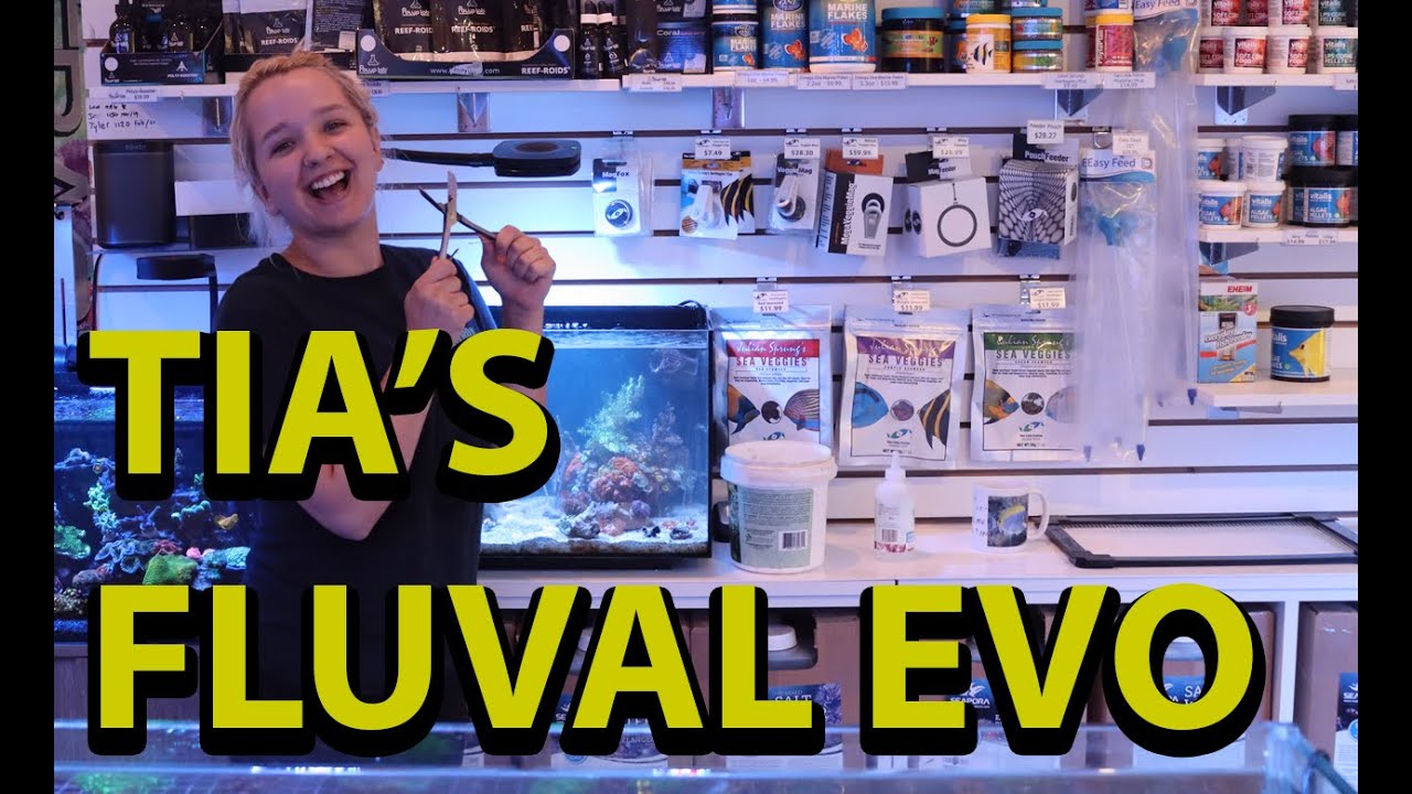 Fluval Evo 13.5 Gallon Gets An Overhaul Part 2