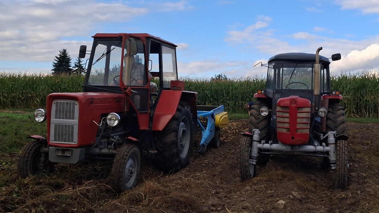 OPOROWE KOPANIE ZIEMNIAKÓW 🥔🥔🚜🚜URSUS W AKCJI 