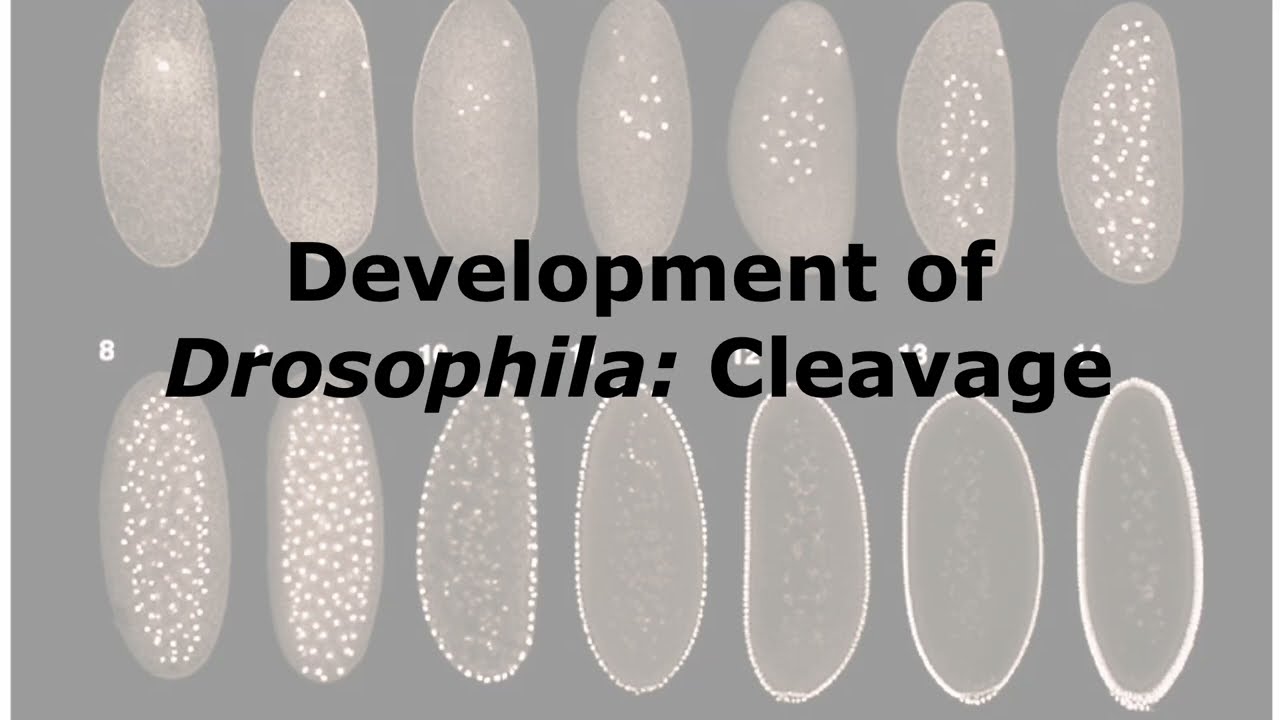 Cleavage processes during Drosophila Development