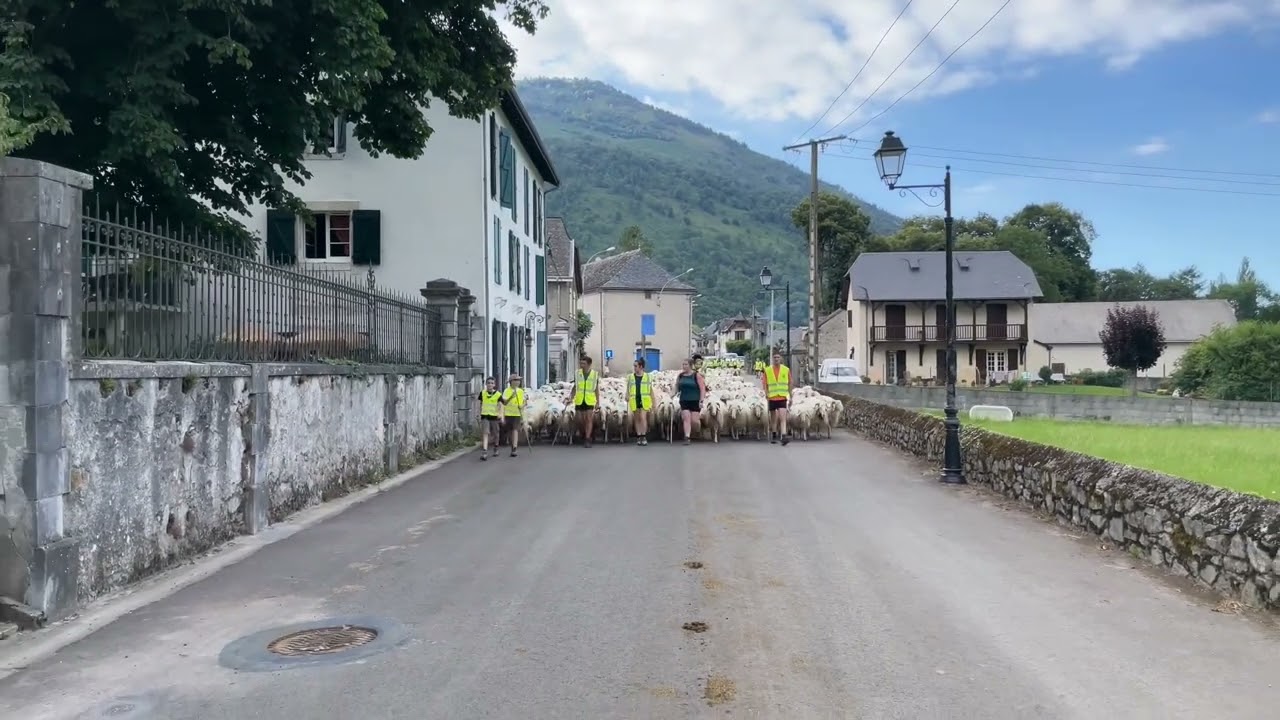 La grande transhumance en vallée d’Ossau