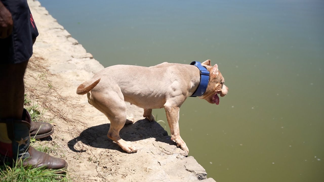Building Drive and Focus in a Unsure Dog!