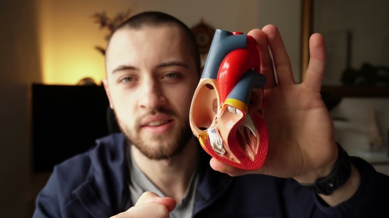Physiotherapist explains the basics of how your heart works