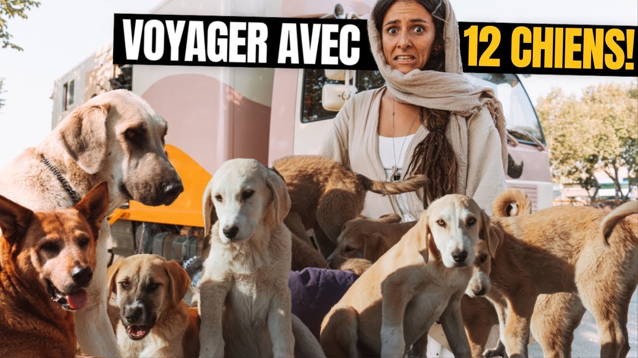 Combien ça me coûte voyager avec 12 chiens ? (Bilan 6 mois, papiers, vaccins, adoptions 🐶 Kangal)