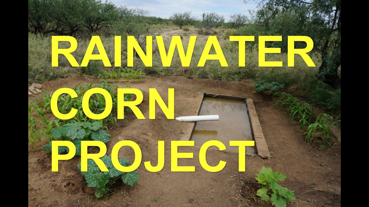 Desert Corn Permaculture Swale Rainwater Harvesting