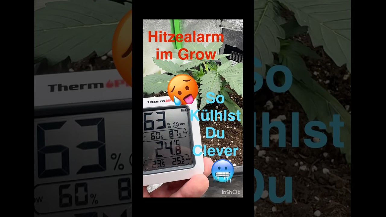 🔥 Grow zu hei&szlig;? ❄️ Hier sind 5 schnelle Tipps! #shorts