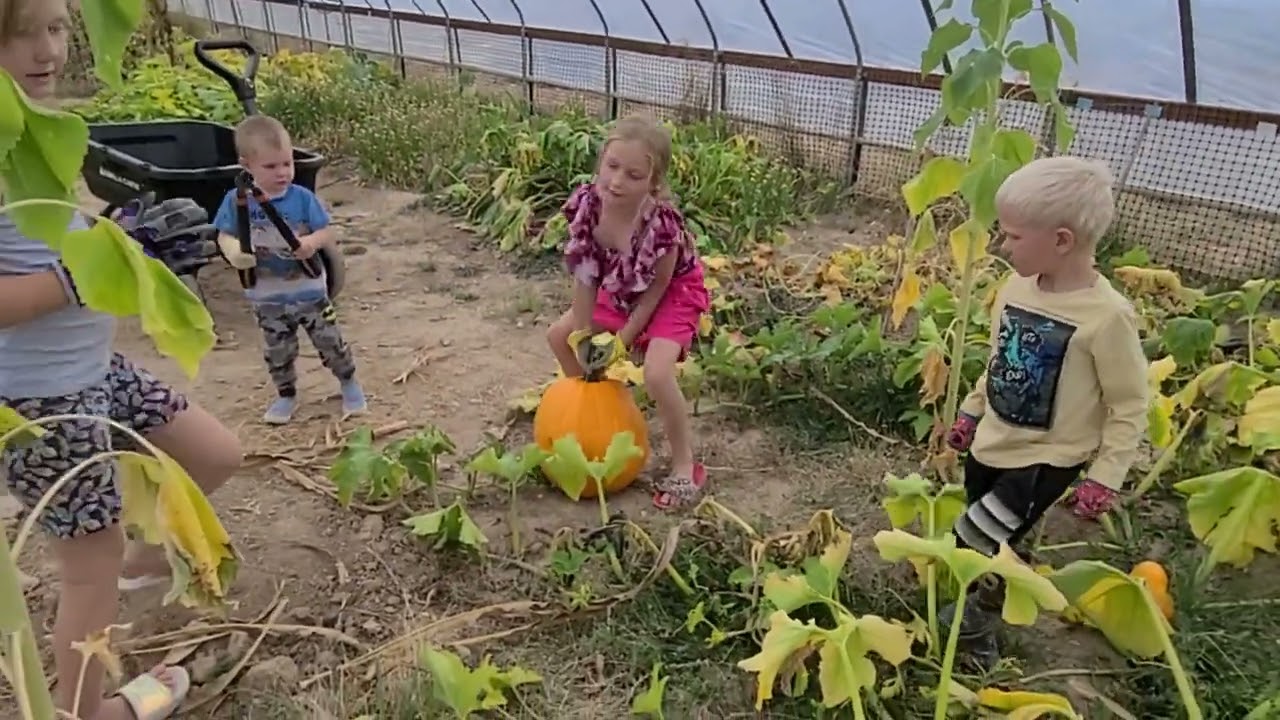 Harvesting Pumpkins