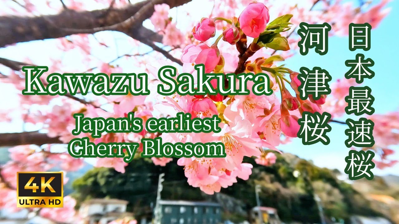 [4K] 日本一早い桜・河津桜を静かに歩く｜春を感じる癒しの散歩映像 🌸 Relaxing Kawazu Zaku | Japan’s Earliest Cherry Blossoms 🌸