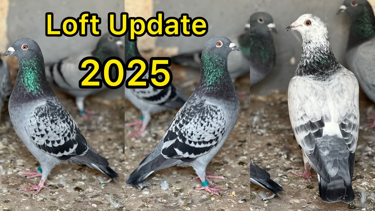 Racing Team and Breeding Pairs Update | Racing Pigeons 2025