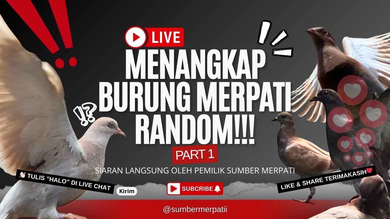 Menangkap Burung Merpati Random Di Kandang Sumber Merpati Part #1