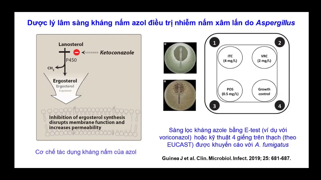 VILA - Dược lý lâm sàng thuốc kháng nấm điều trị nhiễm Aspergillus phổi: cập nhật 2023