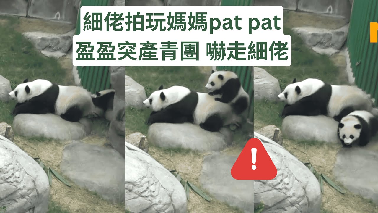 細佬係媽媽背後 盈盈突然產青團 細佬嚇到走 #panda #cutepanda #熊貓 #香港