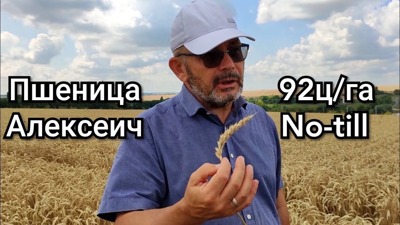 Системный подход к выращиванию пшеницы Андрея Бедненко