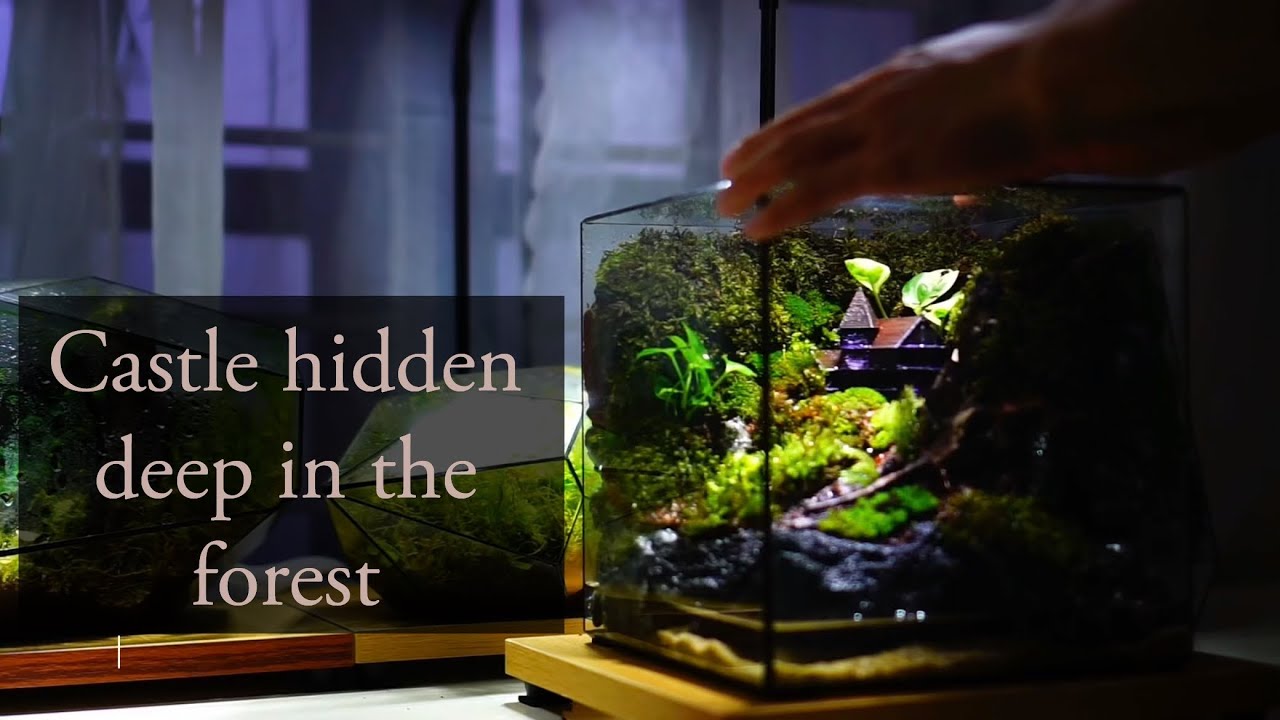 Relax with a terrarium: Castle hidden deep in the forest