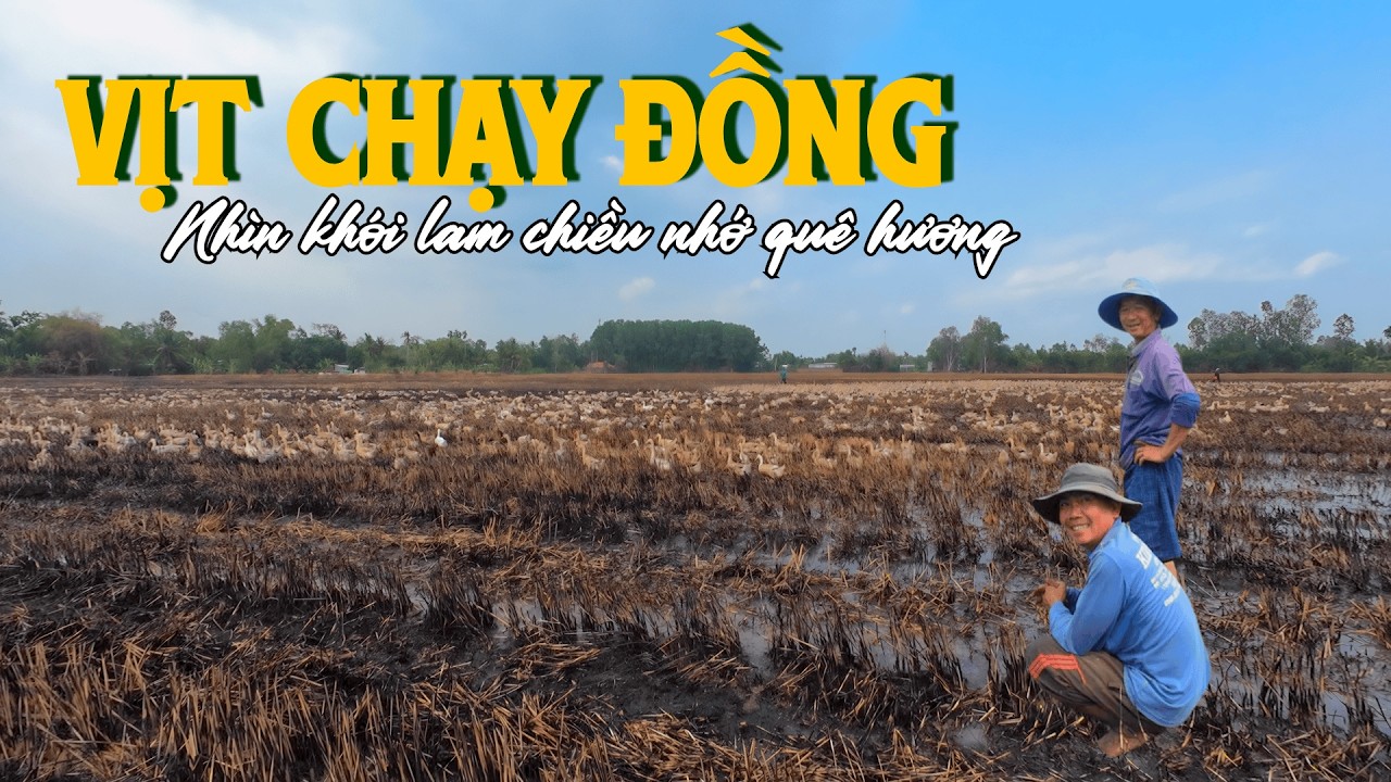 K&yacute; ức miền T&acirc;y: Chiều qu&ecirc; lội ruộng, chăn vịt chạy đồng, nghe m&ugrave;i s&igrave;nh non vấn vương qu&ecirc; nh&agrave;