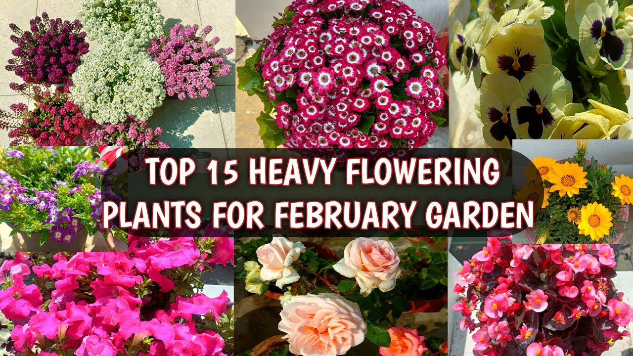 TOP 15 HEAVY FLOWERING PLANTS FOR FEBRUARY GARDEN 😍🌹| TOP 15 FEBRUARY FLOWERS 😍🌹