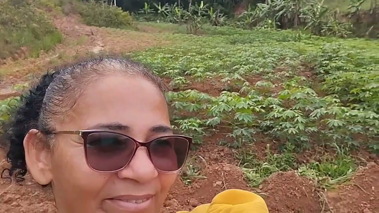 e assim que se planta macaxeira aqui no nordeste!