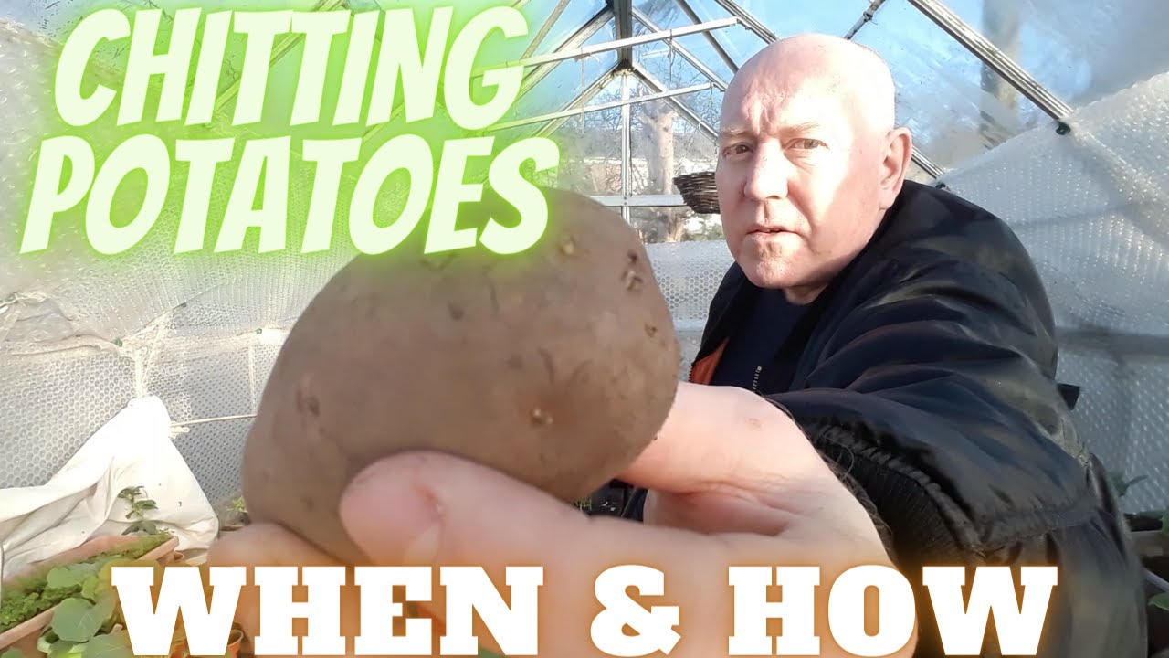 Chitting Potatoes [Gardening Allotment UK] [Grow Vegetables At Home ]