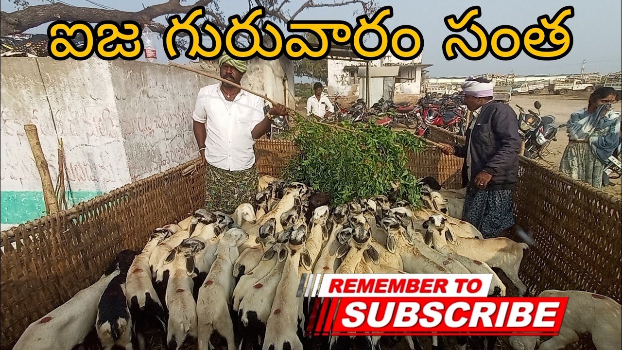 ఐజా సంతలో మాచర్ల & తెలంగాణ జాతి పొట్టేలు 🔥 తక్కువ ధరలో అందుబాటులో | Today Best macharla 🐑 sheep 