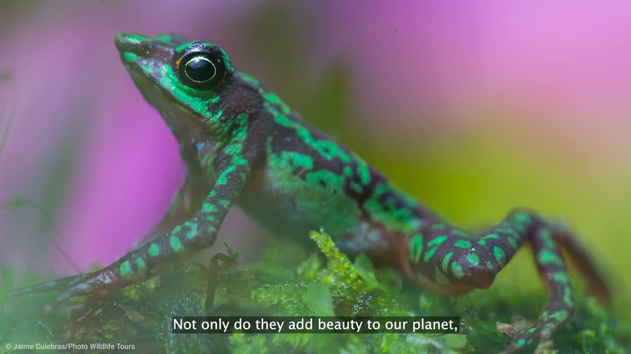Atelopus Survival Initiative