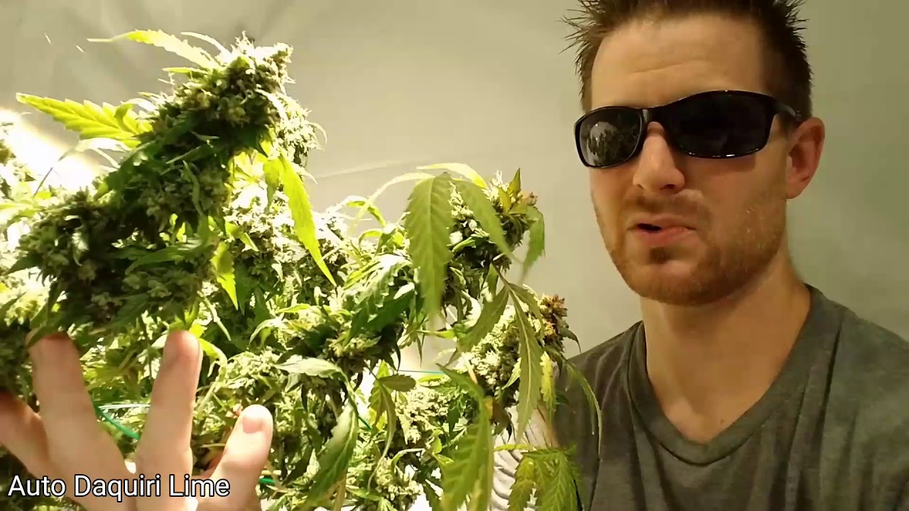 Harvest from 100w COB LED Grow - Auto Daquiri Lime & Auto Blueberry - Optic 1 XL